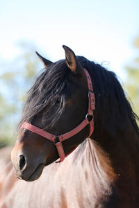 Close-up of horse in ranch against sky