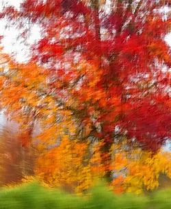 Full frame shot of autumn trees on wall