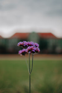 Close-up of flowering plant on field