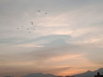 Low angle view of birds flying in sky