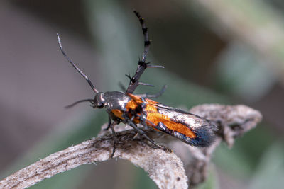 Close-up of butterfly on twig