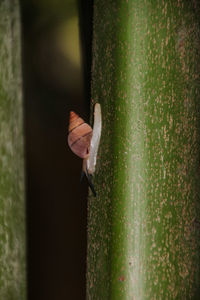 Close-up of butterfly on tree trunk