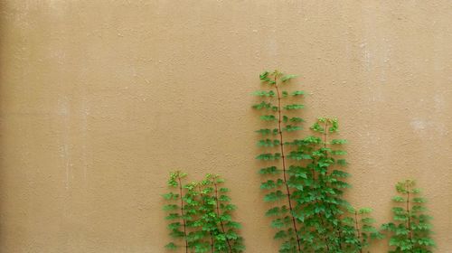 Close-up of ivy growing on wall