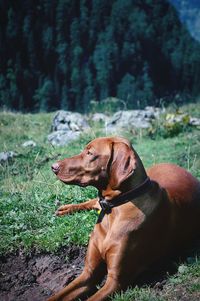 Close-up of dog on field