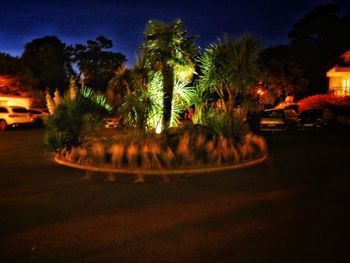 Palm trees by illuminated city against sky at night