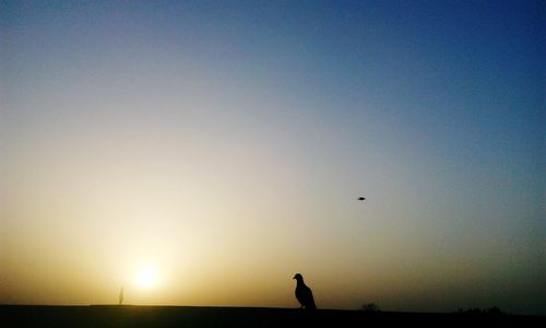 Silhouette person flying bird against clear sky during sunset