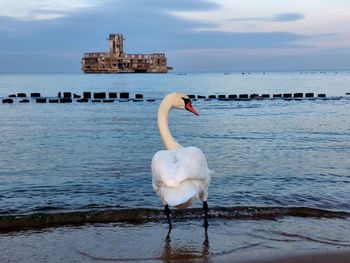 Swan on a sea