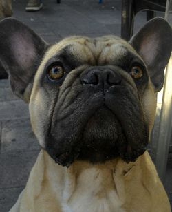 Close-up portrait of dog