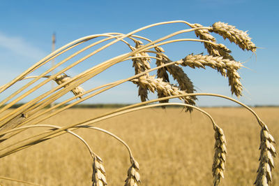 Close-up of wheat growing on field against sky