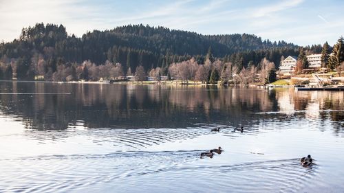 Swans swimming in lake against sky