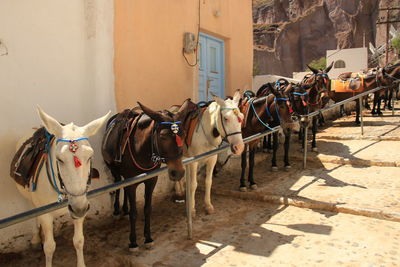 Donkeys of santorini 