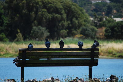 Birds perching on bench by lake