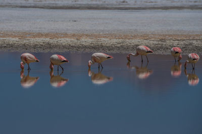 Flamingo birds in the wild