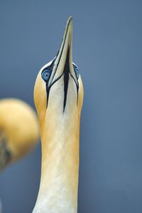 Close-up of bird against blue sky