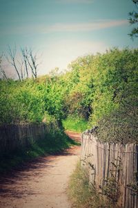 Dirt road passing through field