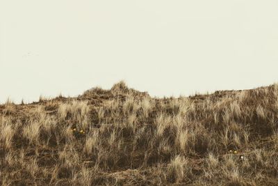 Scenic view of field against clear sky