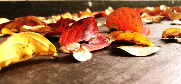 Close-up of dry autumn leaves