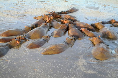 High angle view of hippos on wet shore