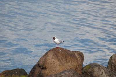 Seagull on rock