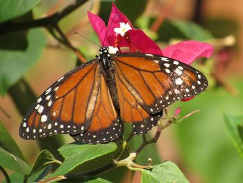 Close-up of butterfly pollinating on flower