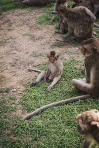 Lion sitting on field