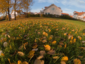 Flowers growing on field by houses against sky