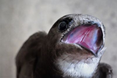 Close-up of a bird