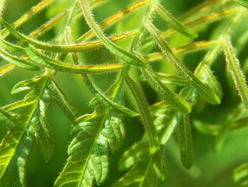 Full frame shot of fresh green plant