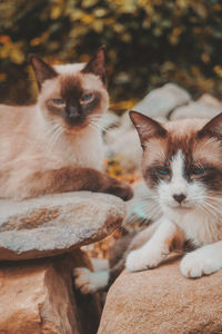 Close-up portrait of a cat