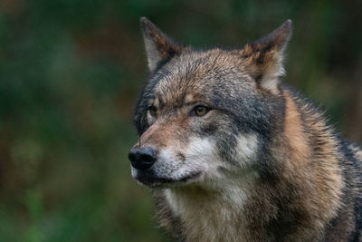 Close-up of an animal