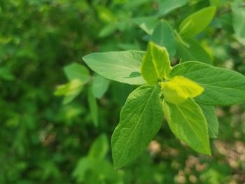 Close-up of green leaves on plant