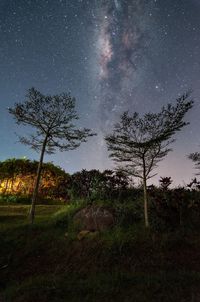 Trees against sky at night