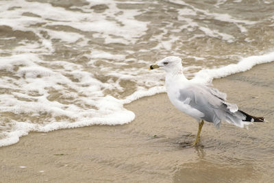 Close-up of seagull on beach