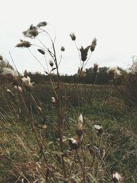 Scenic view of grassy field against sky