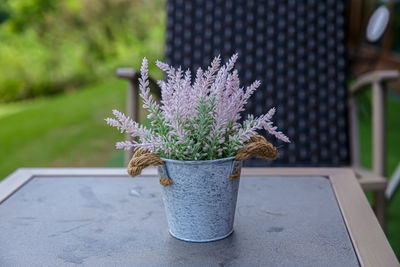 Close-up of potted plant