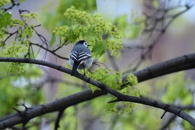 Close-up of bird perching on branch