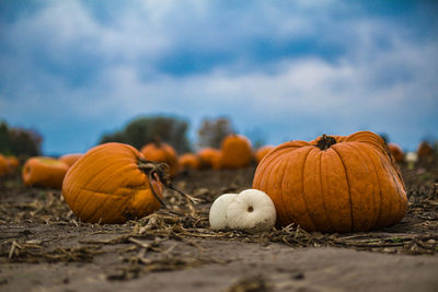 Close-up of pumpkins against sky