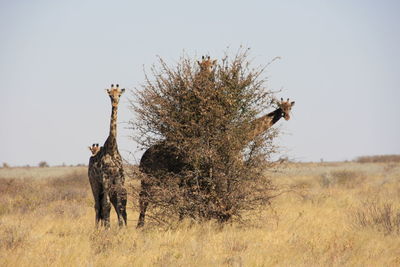 Giraffes standing on ground against sky