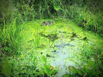 Plant growing in water