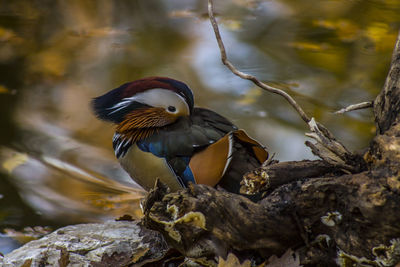 Close-up of bird perching on rock