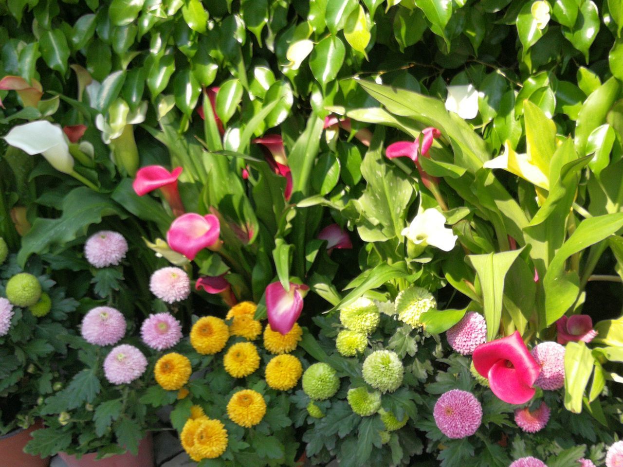 CLOSE-UP OF FRESH PINK FLOWERING PLANTS