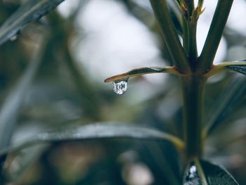 Close-up of wet plant