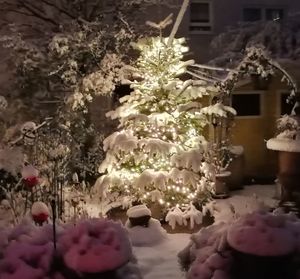 Close-up of christmas tree in snow