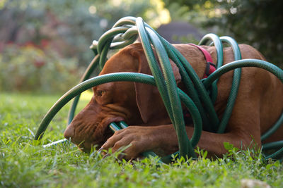 Dog relaxing on field