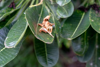 Close-up of insect on leaves