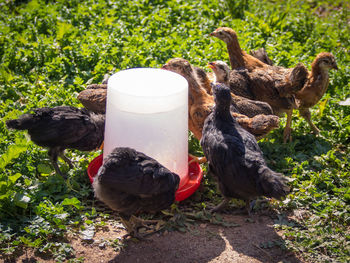 Baby chickens eating and drinking water on a field