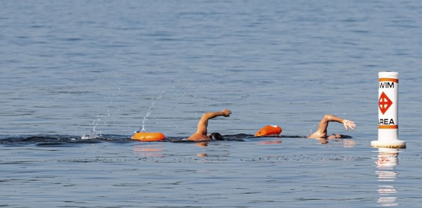 Swans swimming in lake