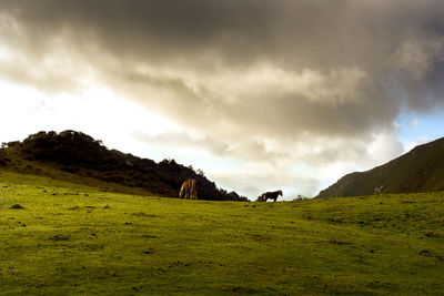 Scenic view of grassy field against sky