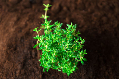 Thyme micro greens on soil .aromatic herbs