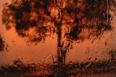 Full frame shot of water drops on tree